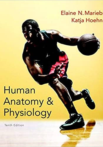 Official Test Bank for Human Anatomy & Physiology by Maieb 10th Edition